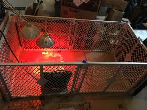 Chick Brooder Setup