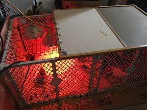 Chick Brooder Light Secured